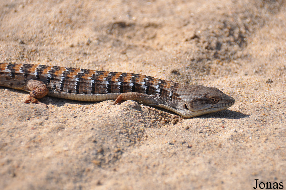Elgaria multicarinata webbii / Escondido / Visualiser dans la Galerie animalière
