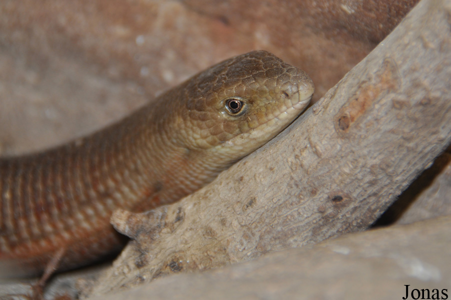 Pseudopus apodus