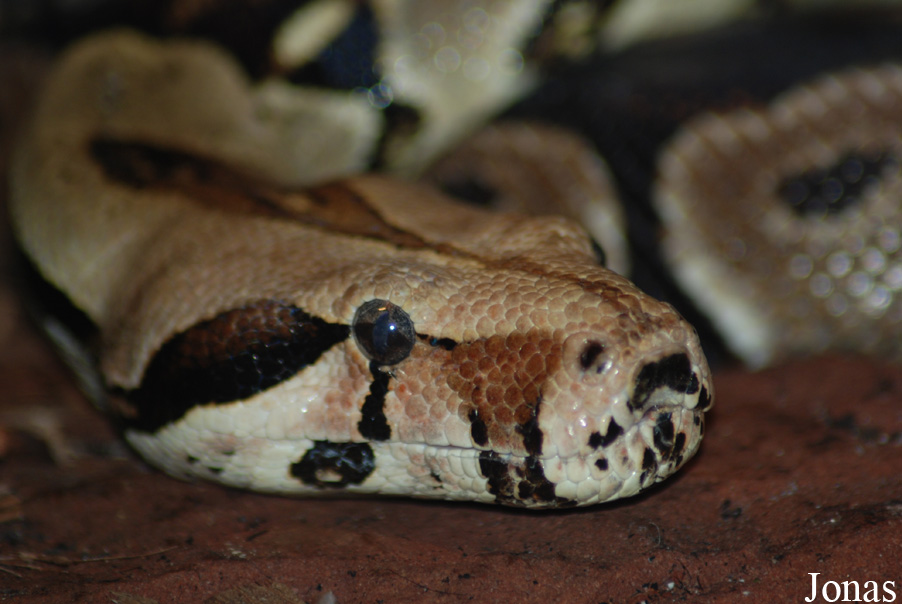Boa constrictor
