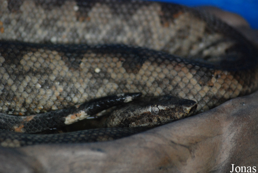 Candoia carinata