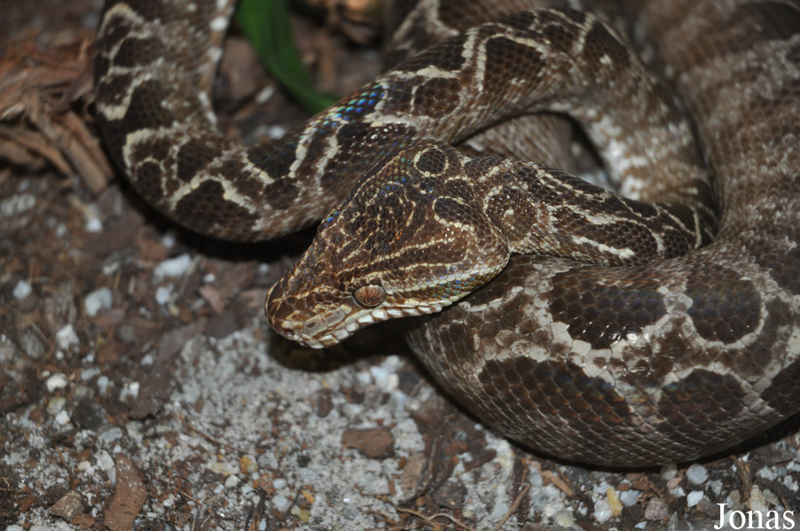 Chilabothrus angulifer