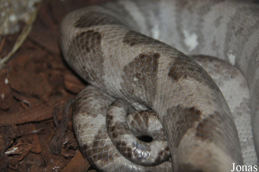Corallus annulatus