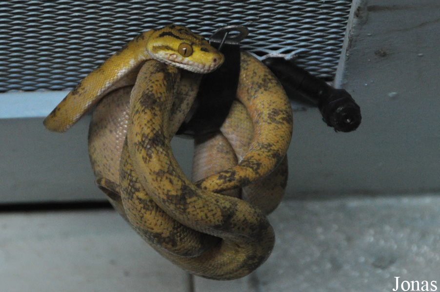 Corallus hortulanus