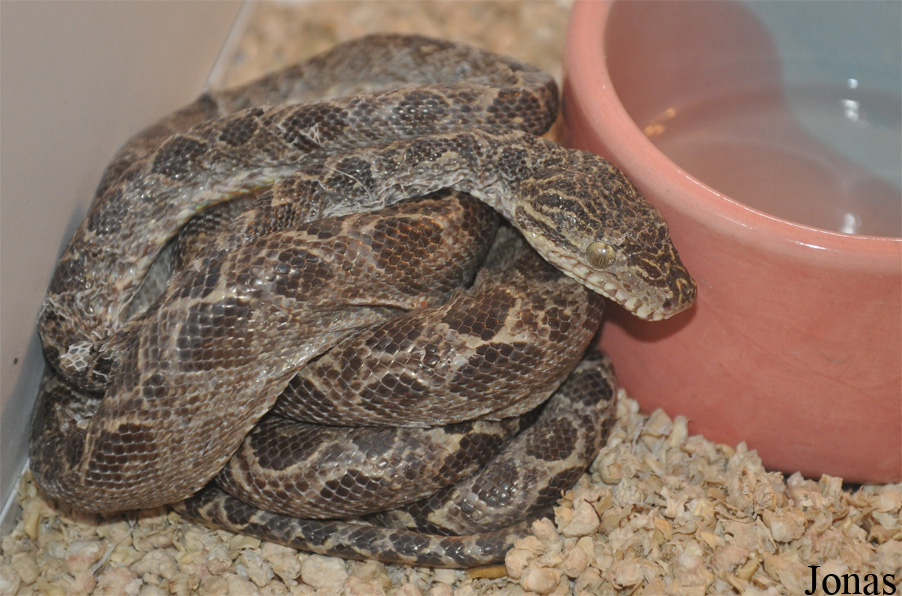 Corallus hortulanus