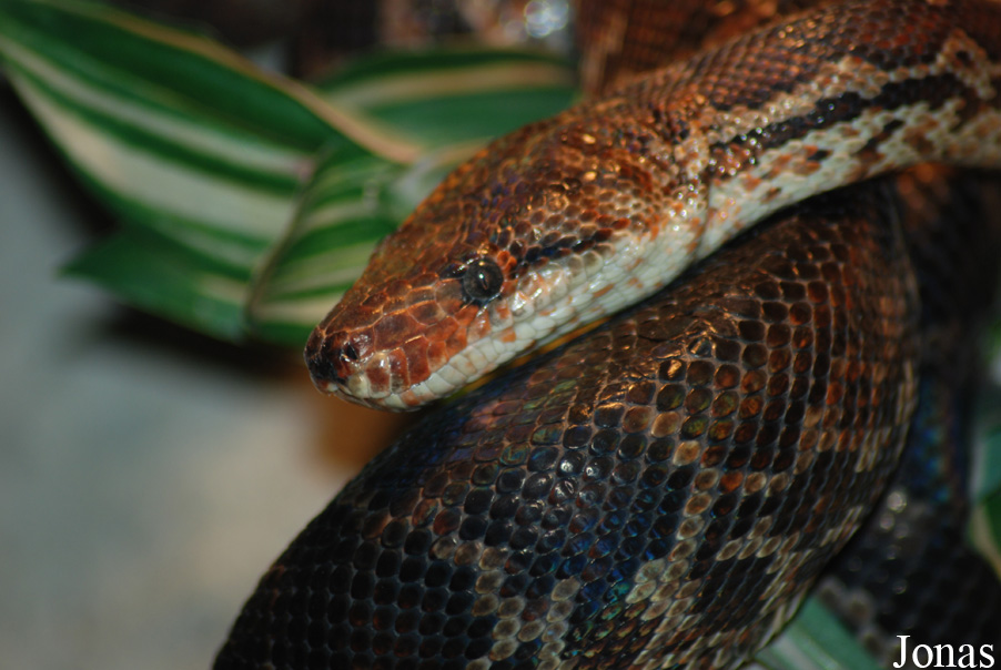 Epicrates striatus