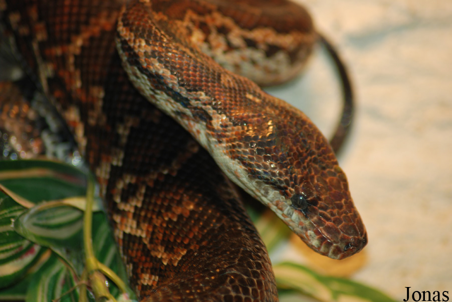 Epicrates striatus