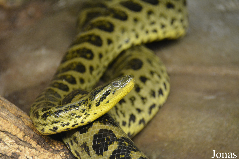 Eunectes notaeus