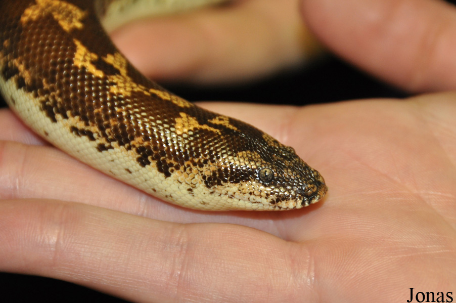 Gongylophis colubrinus