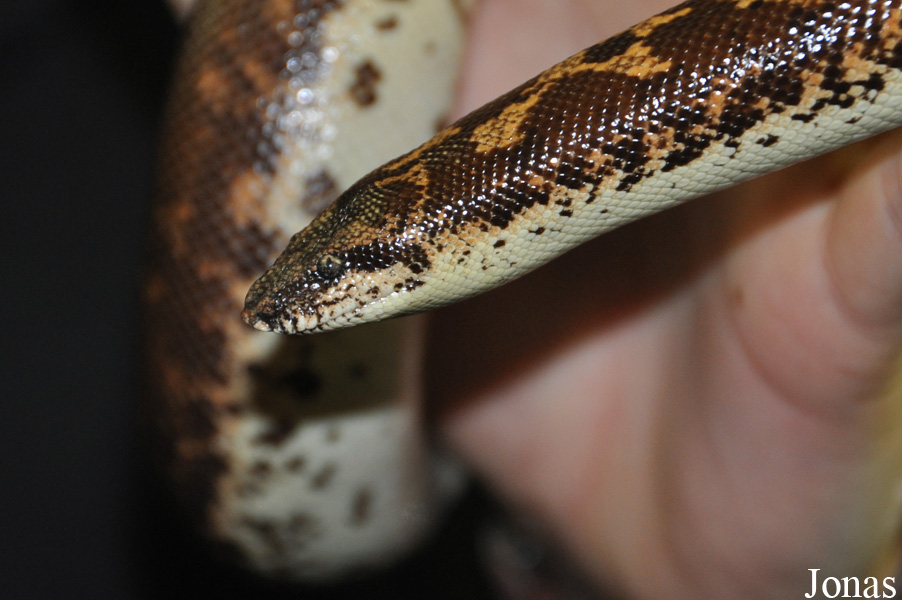 Gongylophis colubrinus