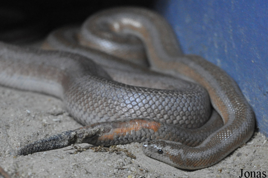 Lichanura trivirgata