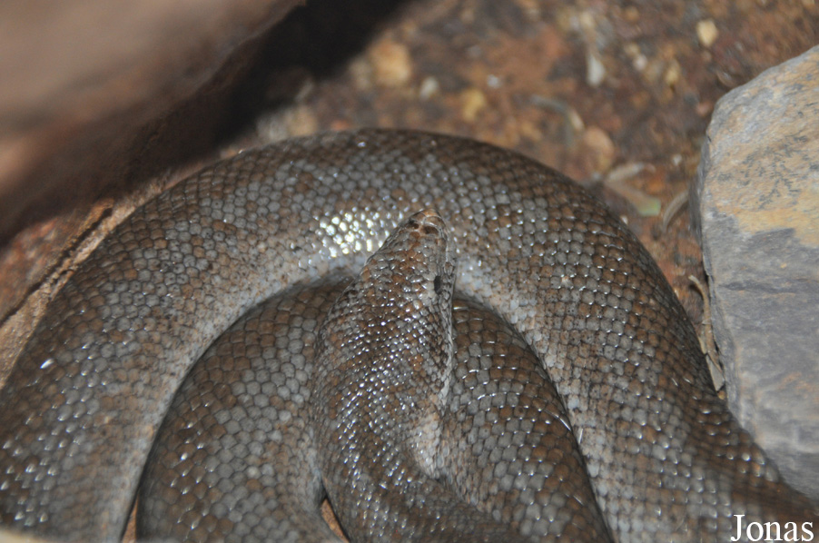 Lichanura trivirgata