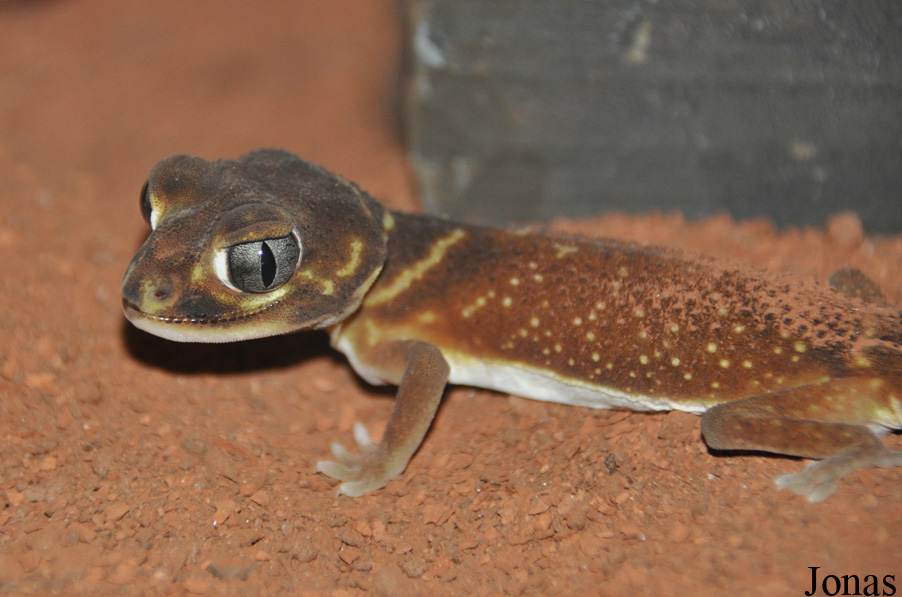 Nephrurus levis