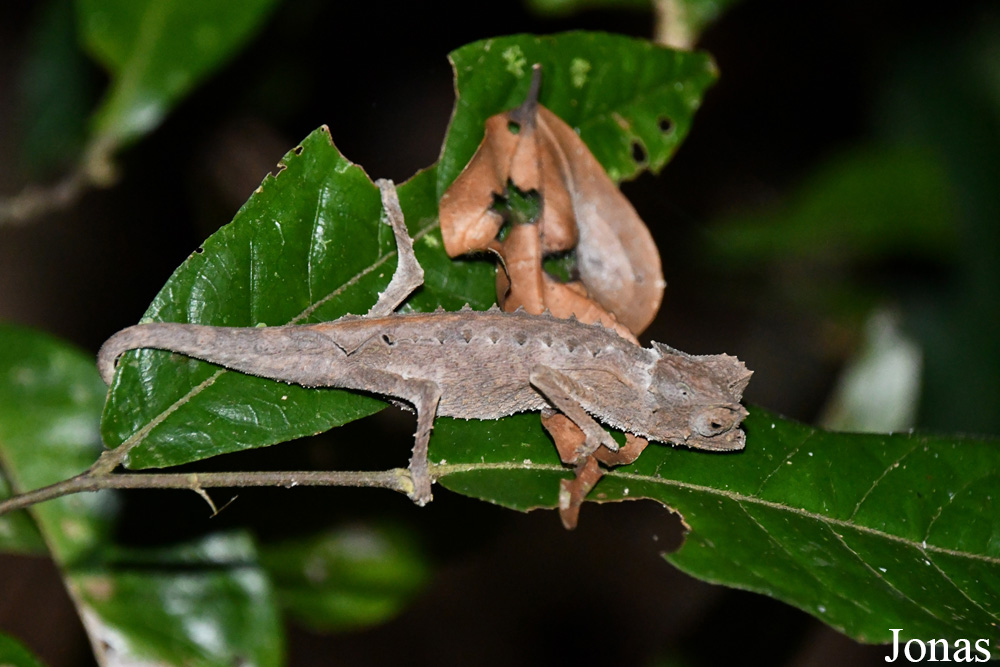 Parc National de Lokobe