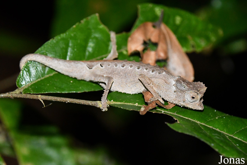 Parc National de Lokobe