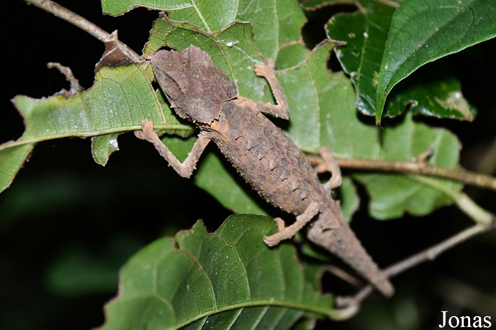 Parc National de Lokobe