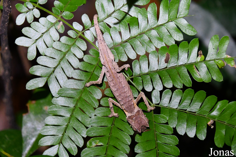 Parc National de Lokobe