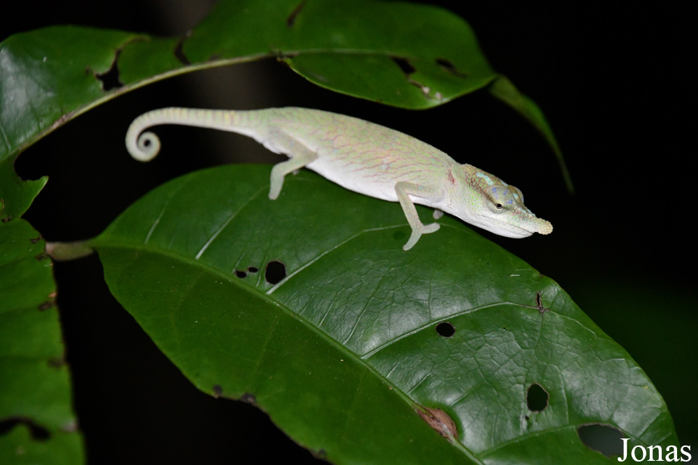 Parc National de Lokobe