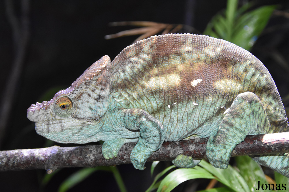 Calumma parsonii