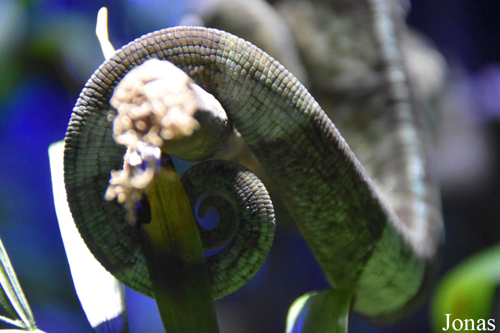 Calumma parsonii