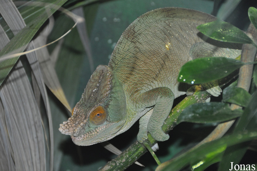 Calumma parsonii