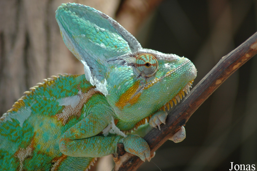 Chamaeleo calyptratus