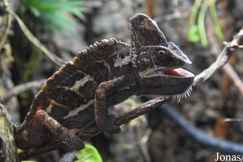 Chamaeleo calyptratus