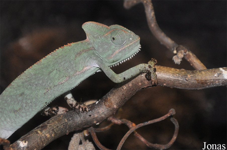Chamaeleo calyptratus