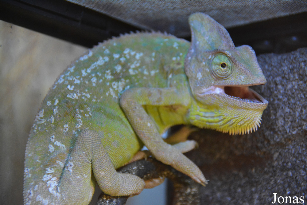 Chamaeleo calyptratus