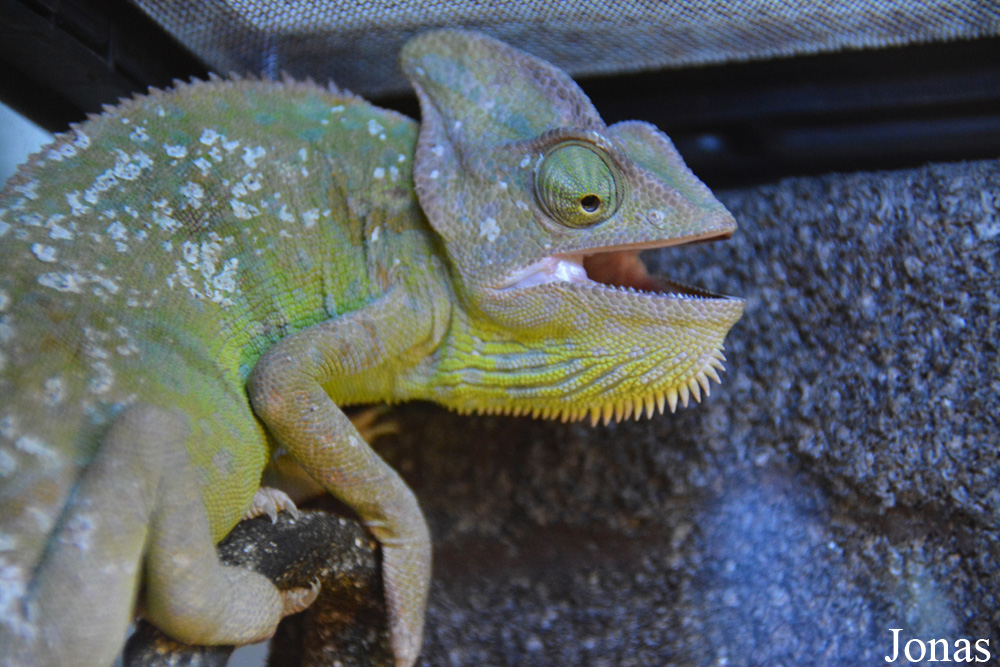 Chamaeleo calyptratus