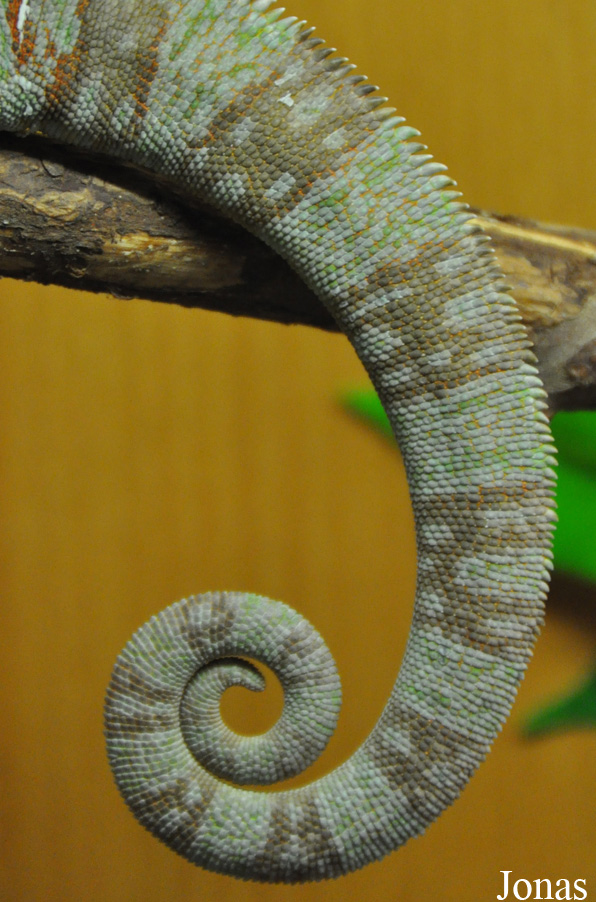 Chamaeleo calyptratus