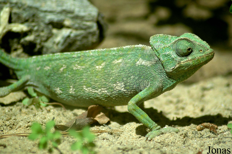 Chamaeleo chamaeleon