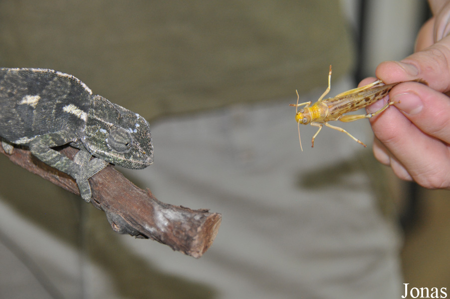 Chamaeleo chamaeleon recticrista