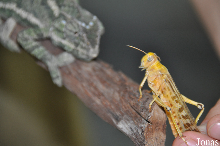 Chamaeleo chamaeleon recticrista