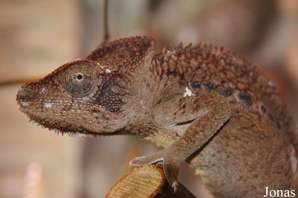 Furcifer oustaleti