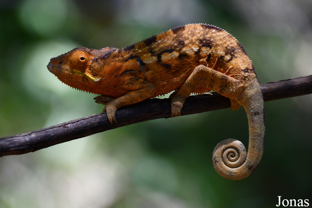 Biby Havantsika