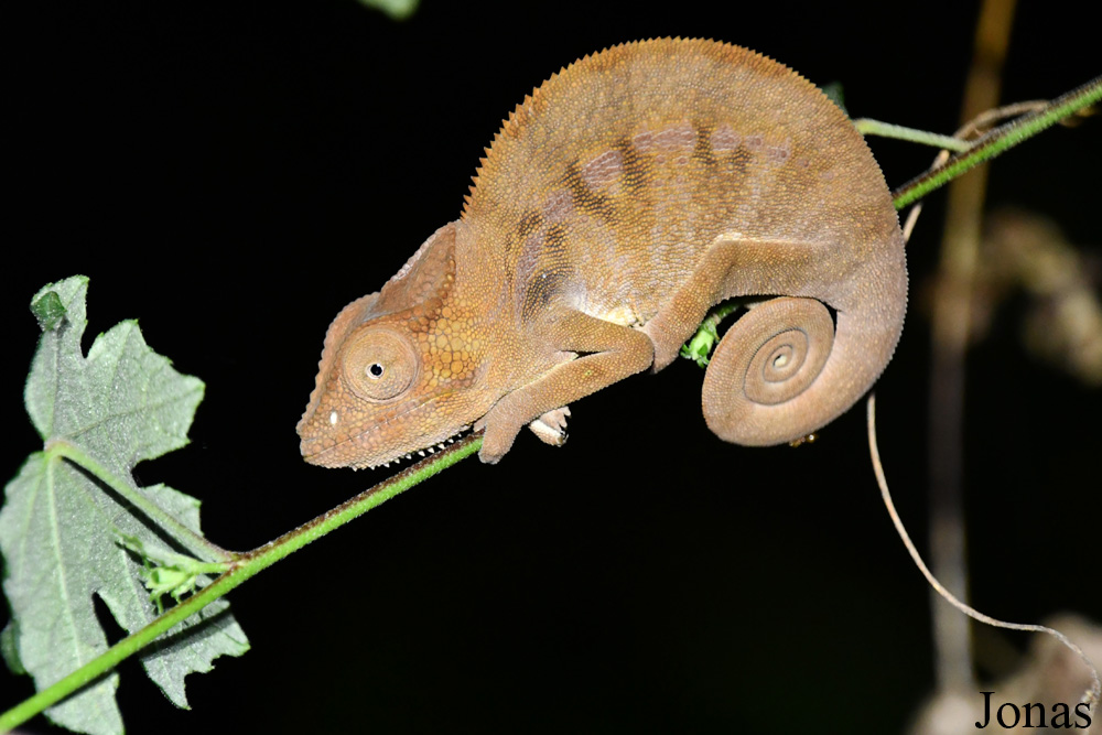 Parc National de Lokobe