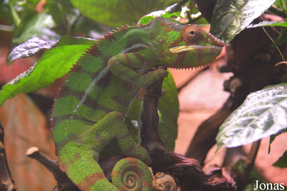 Furcifer pardalis
