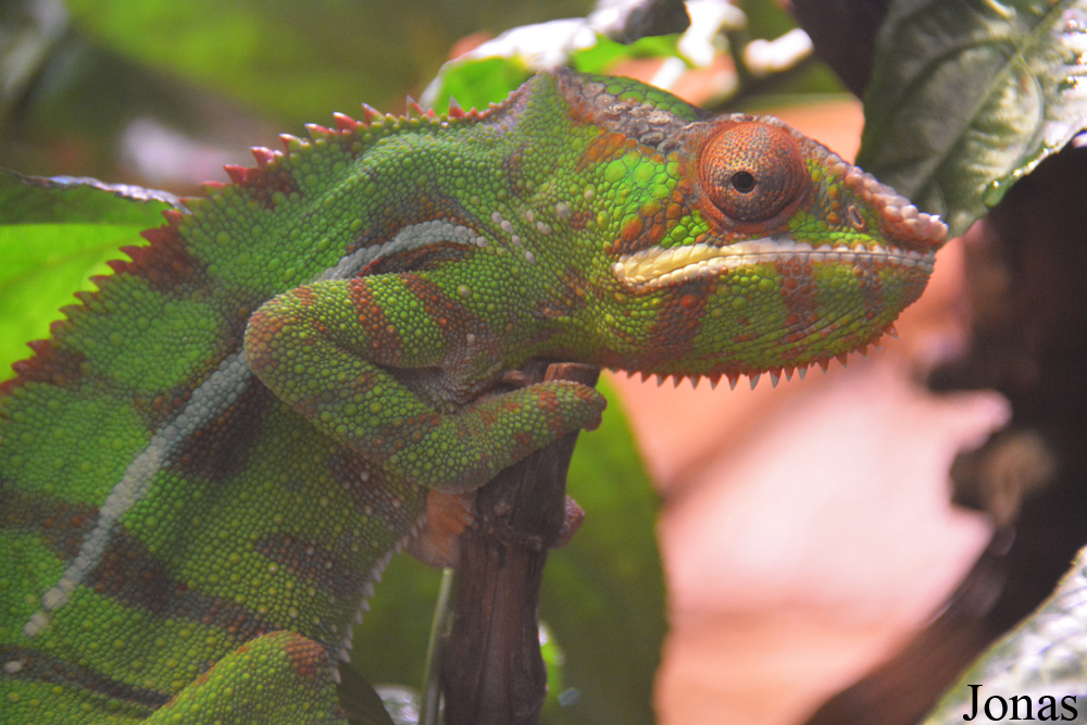 Furcifer pardalis