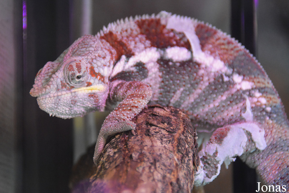 Furcifer pardalis