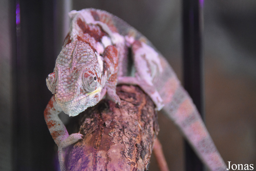Furcifer pardalis