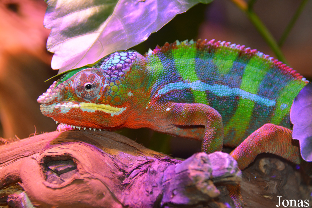 Furcifer pardalis