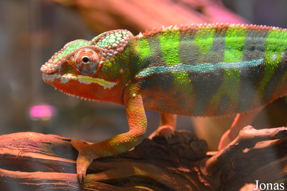 Furcifer pardalis