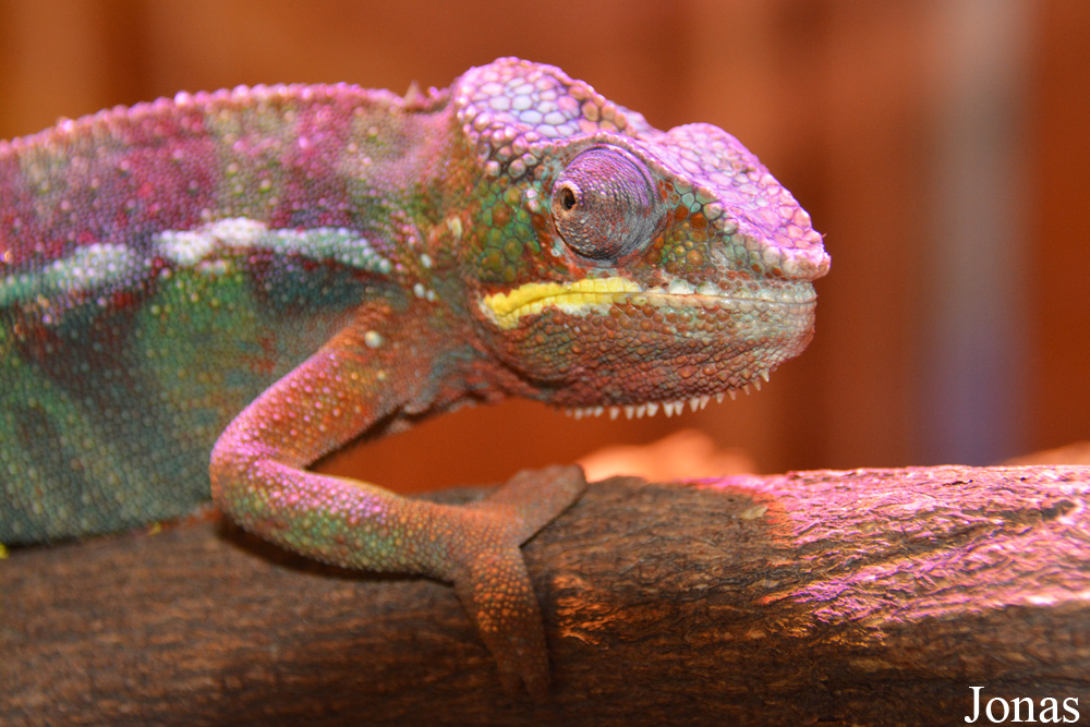 Furcifer pardalis