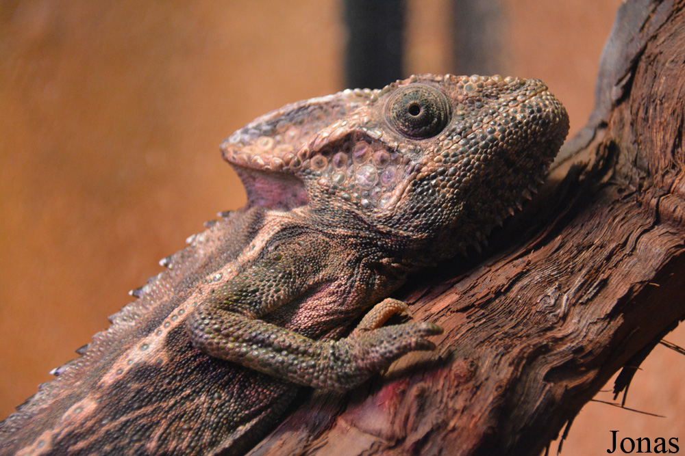 Furcifer verrucosus