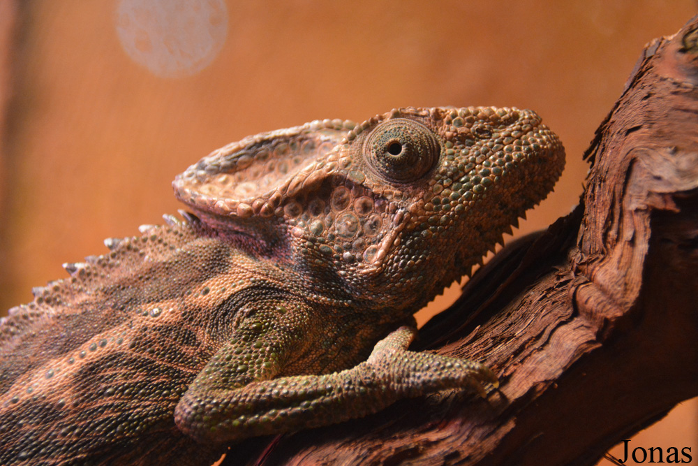 Furcifer verrucosus