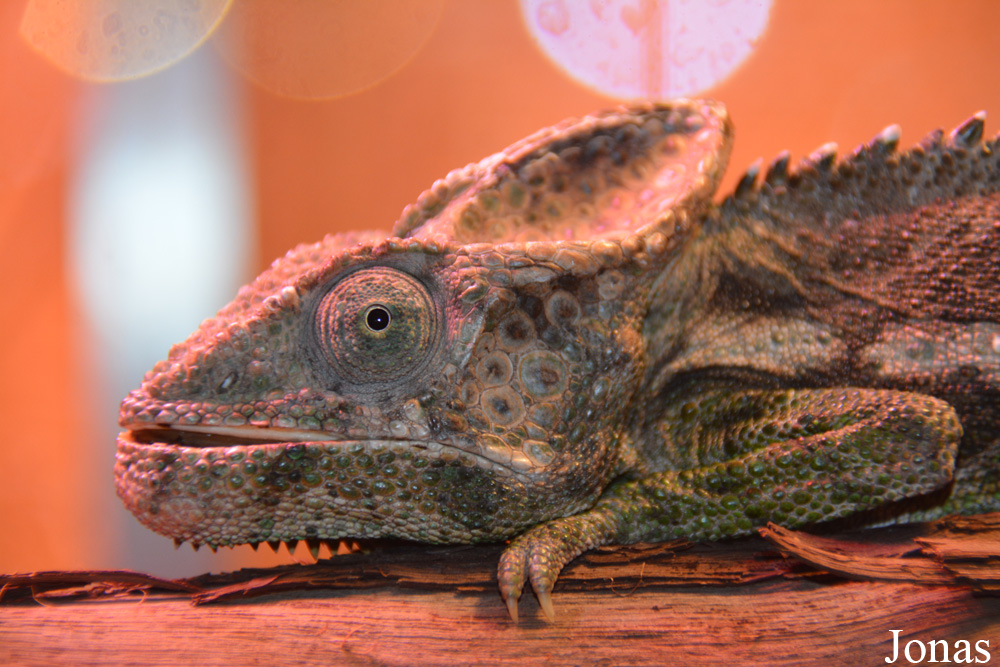 Furcifer verrucosus