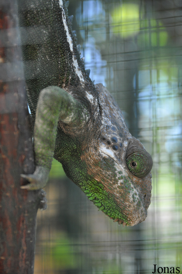Furcifer verrucosus