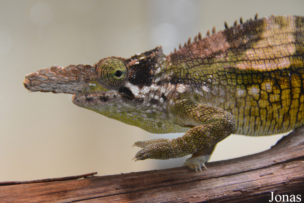 Kinyongia fischeri