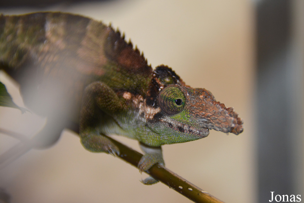 Kinyongia fischeri