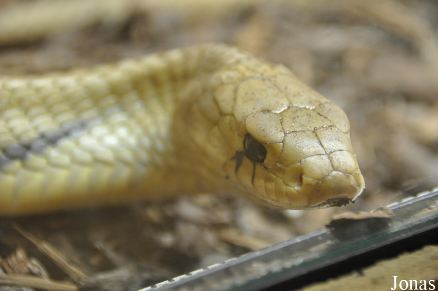 Drymarchon couperi